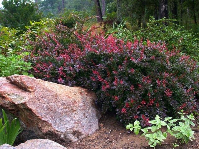 Барбарис Тунберга (Berberis thunbergii) Барбарис Тунберга (Berberis thunbergii)