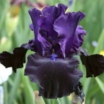 Ирис "Black Butte" (Iris 'Black Butte') Ирис "Black Butte" (Iris 'Black Butte')