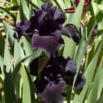 Ирис "Black Suited" (Iris 'Black Suited') Ирис "Black Suited" (Iris 'Black Suited')