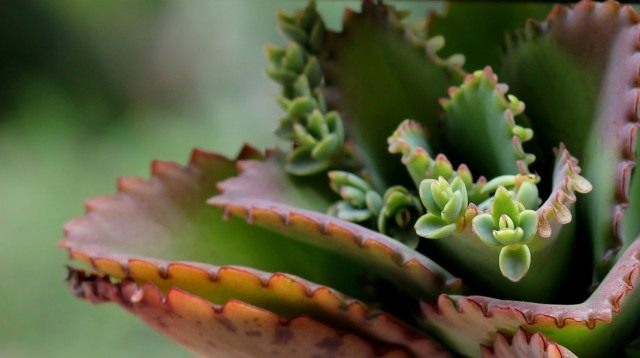 Бриофиллюм, или Бриофиллум (Bryophyllum) Бриофиллюм, или Бриофиллум (Bryophyllum)