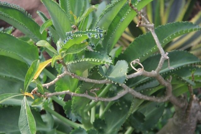 Бриофиллум перистый (Bryophyllum pinnatum) Бриофиллум перистый (Bryophyllum pinnatum)
