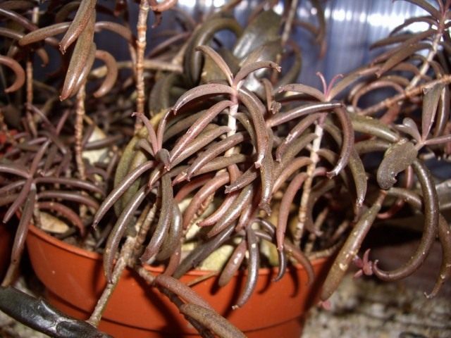 Бриофиллум Буварда, или Бриофиллум Бовери (Bryophyllum beauverdii) Бриофиллум Буварда, или Бриофиллум Бовери (Bryophyllum beauverdii)