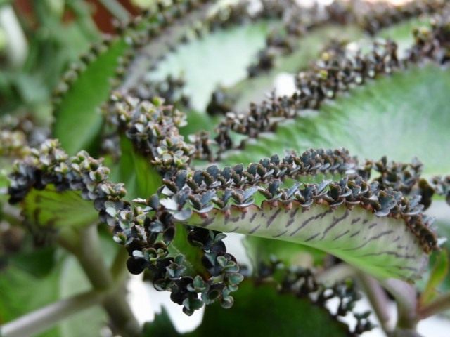 Бриофиллум Дегремона (Bryophyllum daigremontianum) Бриофиллум Дегремона (Bryophyllum daigremontianum)