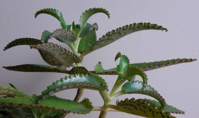 Бриофиллум Дегремона (Bryophyllum daigremontianum), так же Каланхоэ Дегремона (Kalanchoe daigremontianum) Бриофиллум Дегремона (Bryophyllum daigremontianum), так же Каланхоэ Дегремона (Kalanchoe daigremontianum)