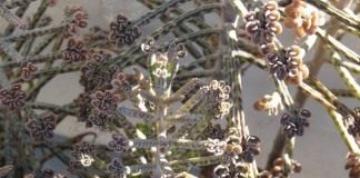 Бриофиллум трубкоцветный (Bryophyllum delagoense)