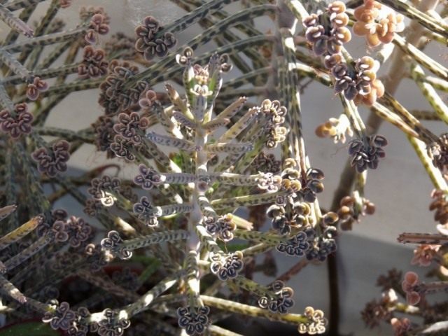 Бриофиллум трубкоцветный (Bryophyllum delagoense) Бриофиллум трубкоцветный (Bryophyllum delagoense)