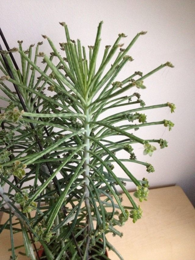 Бриофиллум трубкоцветный (Bryophyllum delagoense) Бриофиллум трубкоцветный (Bryophyllum delagoense)