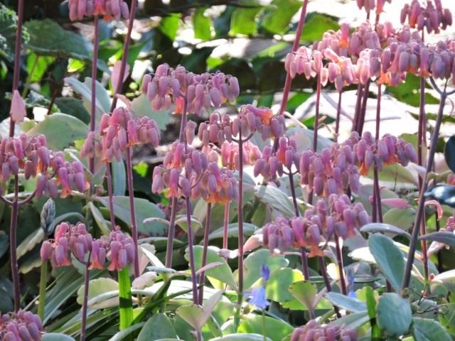 Бриофиллум Федченко (Bryophyllum fedtschenkoi), так же Каланхоэ Федченко (Kalanchoe fedtschenkoi) Бриофиллум Федченко (Bryophyllum fedtschenkoi), так же Каланхоэ Федченко (Kalanchoe fedtschenkoi)