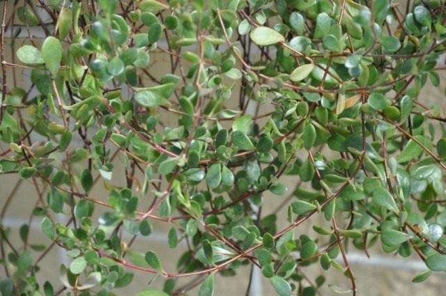 Бриофиллум Мангина (Bryophyllum manginii) Бриофиллум Мангина (Bryophyllum manginii)