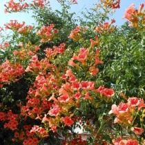 Кампсис укореняющийся, или Текома (Campsis radicans) Кампсис укореняющийся, или Текома (Campsis radicans)