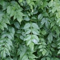 Кампсис укореняющийся, или Текома (Campsis radicans) Кампсис укореняющийся, или Текома (Campsis radicans)