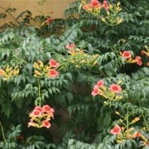 Кампсис укореняющийся, или Текома (Campsis radicans) Кампсис укореняющийся, или Текома (Campsis radicans)