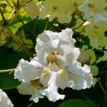 Катальпа прекрасная (Catalpa speciosa) Катальпа прекрасная (Catalpa speciosa)