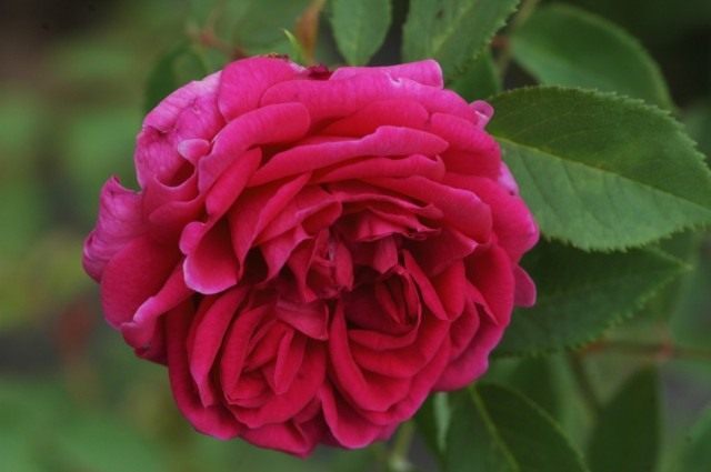 Бурбонская роза сорт 'Catherine Guillot'