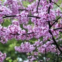Багрянник канадский, или Церцис канадский (Cercis canadensis) Багрянник канадский, или Церцис канадский (Cercis canadensis)