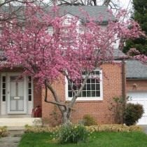 Багрянник канадский, или Церцис канадский (Cercis canadensis) Багрянник канадский, или Церцис канадский (Cercis canadensis)
