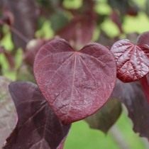 Багрянник канадский, или Церцис канадский (Cercis canadensis) Багрянник канадский, или Церцис канадский (Cercis canadensis)