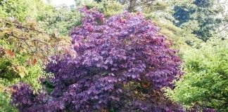 Багрянник канадский, или Церцис канадский (Cercis canadensis)