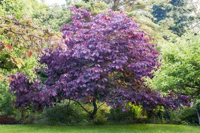 Багрянник канадский, или Церцис канадский (Cercis canadensis) Багрянник канадский, или Церцис канадский (Cercis canadensis)