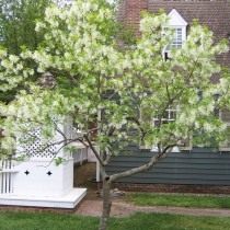 Снежноцвет виргинский, или Хионантус виргинский (Chionanthus virginicus) Снежноцвет виргинский, или Хионантус виргинский (Chionanthus virginicus)