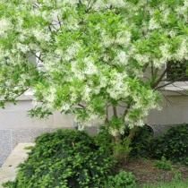 Снежноцвет виргинский, или Хионантус виргинский (Chionanthus virginicus) Снежноцвет виргинский, или Хионантус виргинский (Chionanthus virginicus)