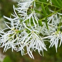 Снежноцвет виргинский, или Хионантус виргинский (Chionanthus virginicus) Снежноцвет виргинский, или Хионантус виргинский (Chionanthus virginicus)
