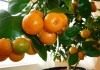 Мандариновое дерево (Citrus reticulata)