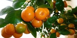 Мандариновое дерево (Citrus reticulata)