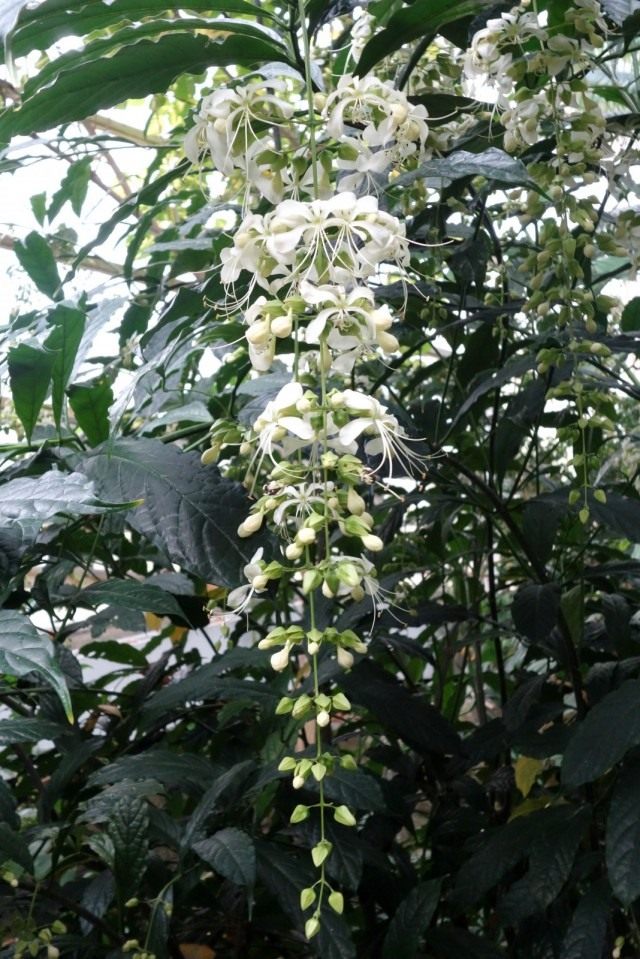 Клеродендрум гладколистный (Clerodendrum laevifolium) Клеродендрум гладколистный (Clerodendrum laevifolium)
