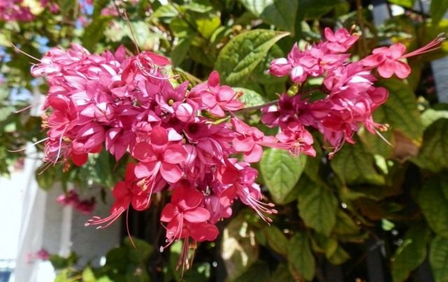Клеродендрум прекрасный (Clerodendrum speciosum) Клеродендрум прекрасный (Clerodendrum speciosum)