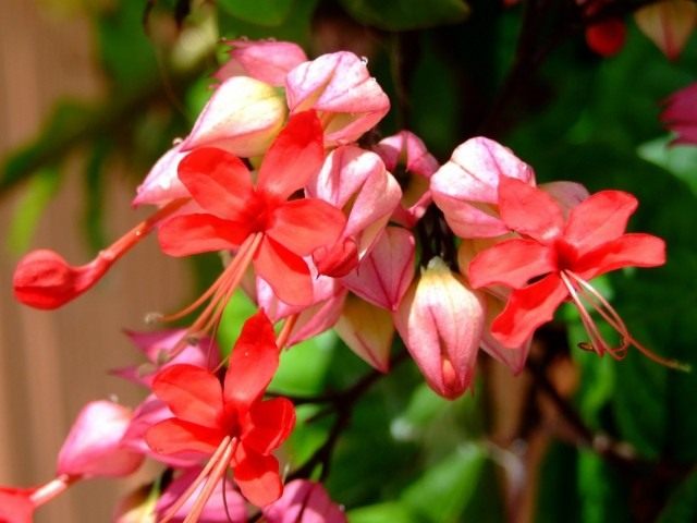 Клеродендрум блестящий (Clerodendrum splendens) Клеродендрум блестящий (Clerodendrum splendens)