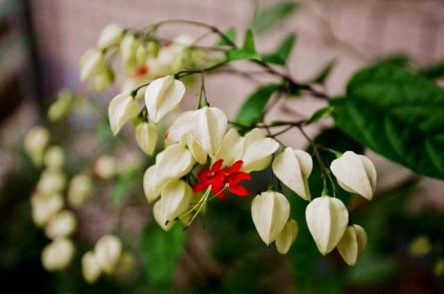Клеродендрума Томпсона (Clerodendrum thomsoniae) Клеродендрума Томпсона (Clerodendrum thomsoniae)