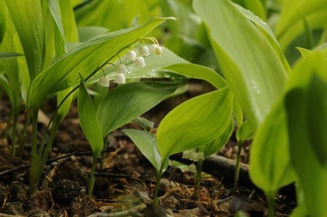 Ландыш майский (Convallaria majalis) Ландыш майский (Convallaria majalis)