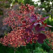 Скумпия кожевенная «Роял Пёрпл» (Cotinus coggygria 'Royal Purple') Скумпия кожевенная «Роял Пёрпл» (Cotinus coggygria 'Royal Purple')