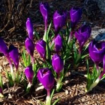 Крокус, или Шафран (Crocus) Крокус, или Шафран (Crocus)