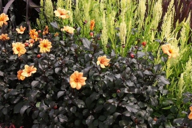 Георгины "Уеллоу Хаммер" (Dahlia 'Yellow Hammer') Георгины "Уеллоу Хаммер" (Dahlia 'Yellow Hammer')