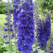 Дельфиниум, или Шпорник (Delphinium) Дельфиниум, или Шпорник (Delphinium)