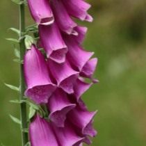 Наперстянка, или Дигиталис (Digitalis) Наперстянка, или Дигиталис (Digitalis)