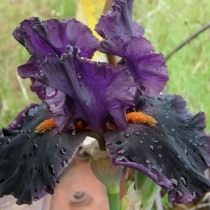 Ирис "Dracula's Kiss" (Iris 'Dracula's Kiss') Ирис "Dracula's Kiss" (Iris 'Dracula's Kiss')