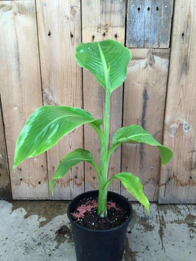 Снежный банан, или Энсета сизая (Ensete glaucum) Снежный банан, или Энсета сизая (Ensete glaucum)