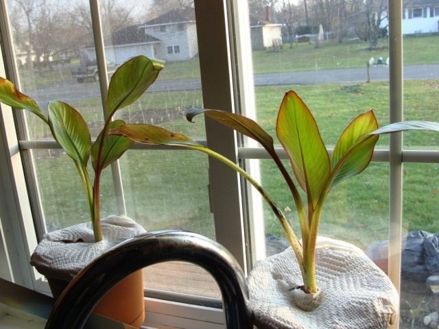 Абиссинский банан, или Энсета вздутая (Ensete ventricosum) Абиссинский банан, или Энсета вздутая (Ensete ventricosum)