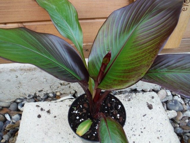 Абиссинский банан, или Энсета вздутая (Ensete ventricosum) Абиссинский банан, или Энсета вздутая (Ensete ventricosum)