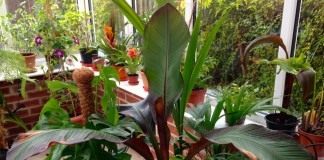Абиссинский банан, или Энсета вздутая (Ensete ventricosum)