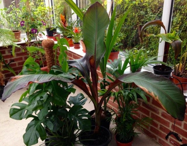 Абиссинский банан, или Энсета вздутая (Ensete ventricosum) Абиссинский банан, или Энсета вздутая (Ensete ventricosum)