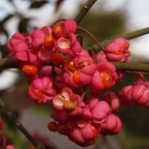 Бересклет (Euonymus) Бересклет (Euonymus)