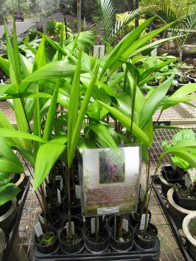 Асаи, или Эвтерпа овощная (Euterpe oleracea) Асаи, или Эвтерпа овощная (Euterpe oleracea)