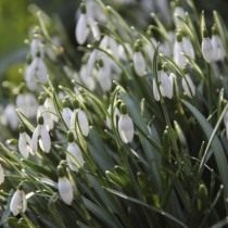 Подснежники (Galanthus) Подснежники (Galanthus)