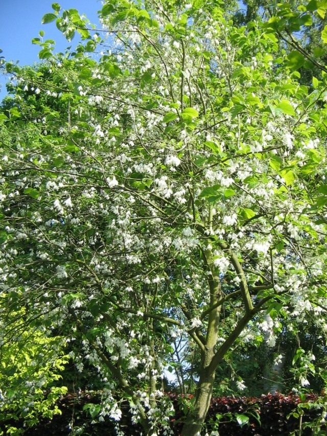 Галезия каролинская (Halesia carolina) Галезия каролинская (Halesia carolina)