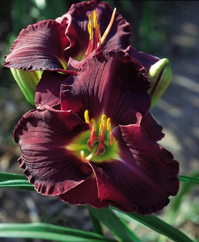 Лилейник "Algebra of Darkness" (Hemerocallis 'Algebra of Darkness') Лилейник "Algebra of Darkness" (Hemerocallis 'Algebra of Darkness')