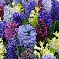 Гиацинт (Hyacinthus) Гиацинт (Hyacinthus)